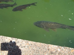 Cyprinus carpio