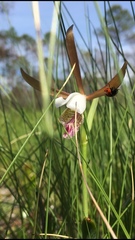 Cleistesiopsis
