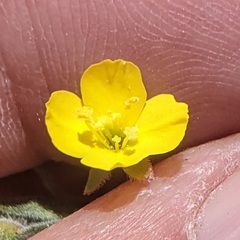 Camissoniopsis confusa