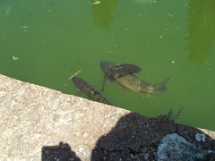Cyprinus carpio