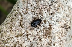 Loboptera canariensis