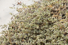 Atriplex watsonii