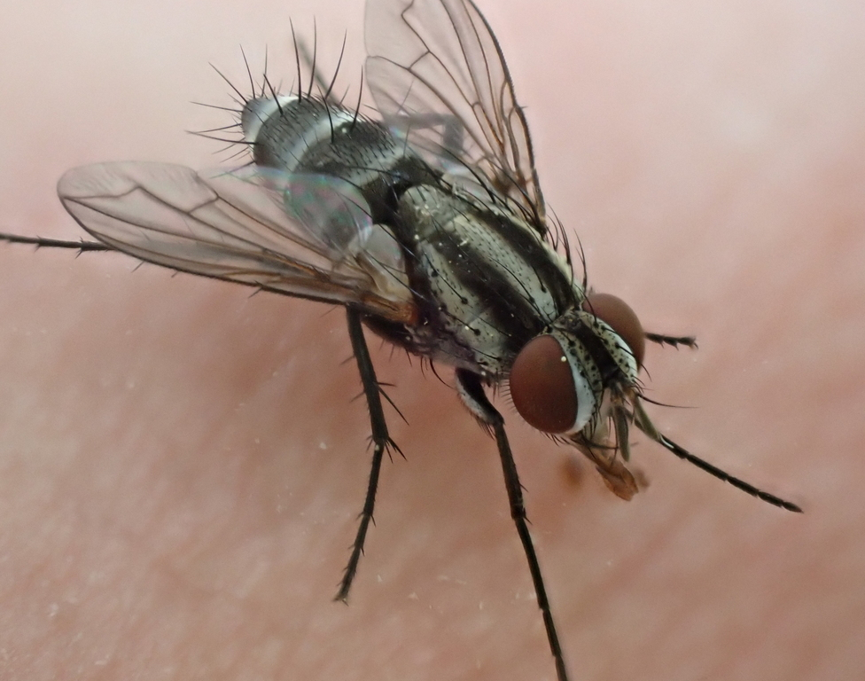 Paradidyma singularis