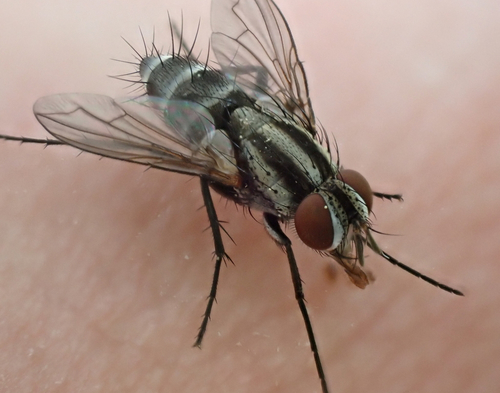 Paradidyma singularis
