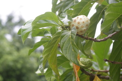 Morinda citrifolia