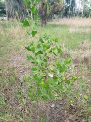 Baccharis halimifolia image