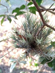 Tillandsia tricholepis