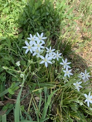 Ornithogalum umbellatum