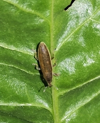 Lixus juncii