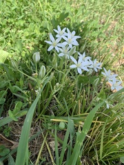 Ornithogalum umbellatum