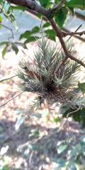 Tillandsia tricholepis
