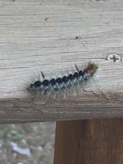Lophocampa ingens