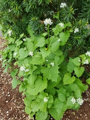 Alliaria petiolata