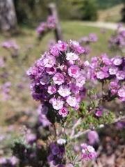 Verticordia plumosa