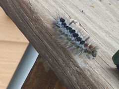 Lophocampa ingens
