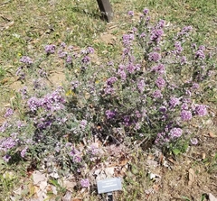 Verticordia plumosa
