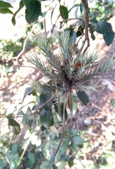 Tillandsia tricholepis