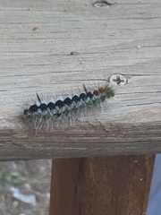 Lophocampa ingens