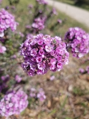Verticordia plumosa
