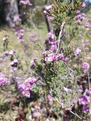 Verticordia plumosa