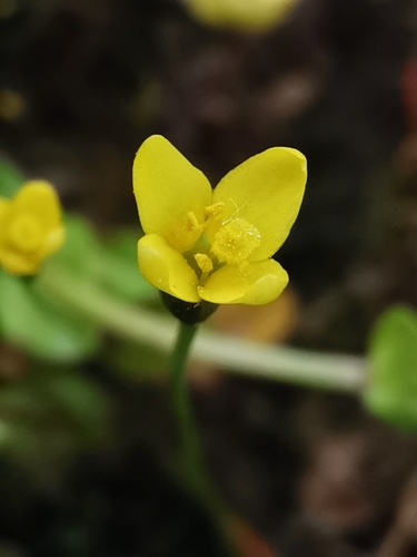 Yellow centaury