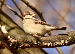 Passer domesticus