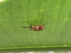 Copestylum tympanitis