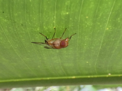 Copestylum tympanitis