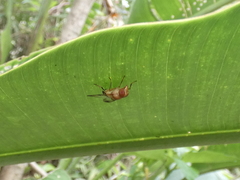 Copestylum tympanitis