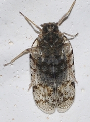 Tachycixius