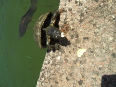 Graptemys pseudogeographica