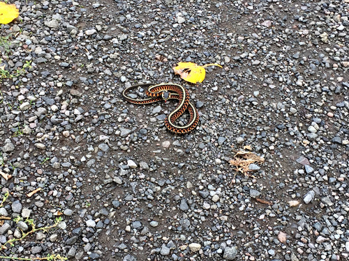 Red-spotted Garter Snake