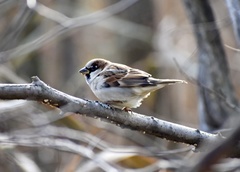 Passer domesticus