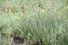 Triglochin concinna concinna