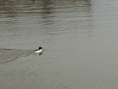 Mergus merganser