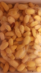 Bombyx mori