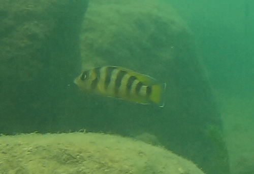 Neolamprologus sexfasciatus