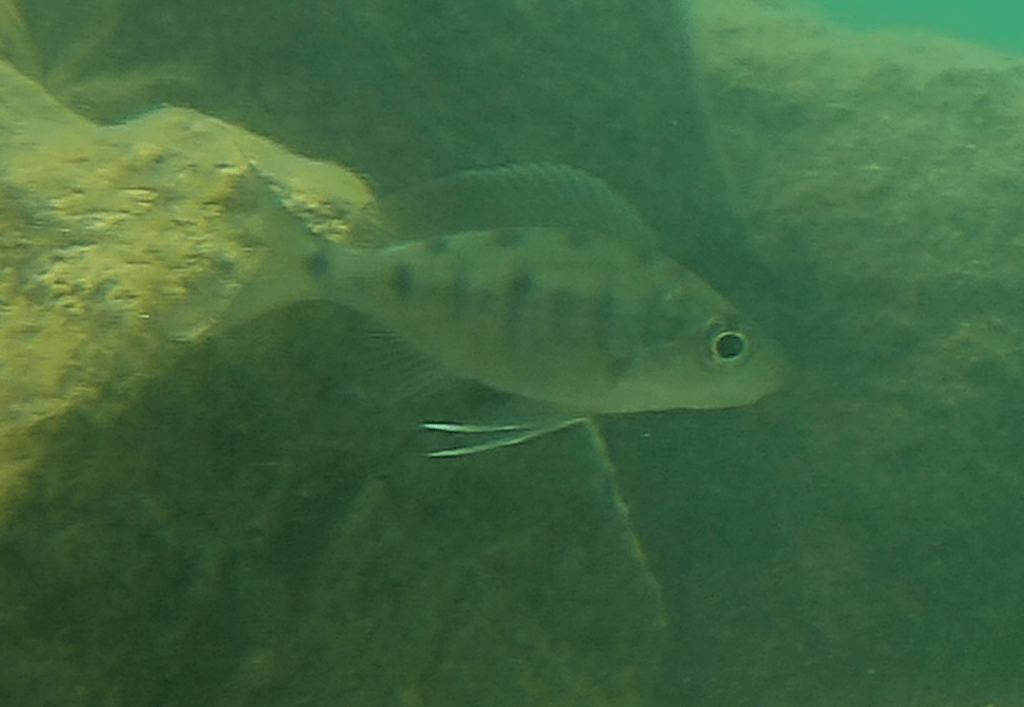 Featherfin cichlid (Ophthalmotilapia nasuta) — Cichlidae