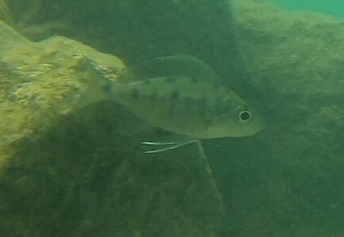 Featherfin cichlid (Ophthalmotilapia nasuta) — Cichlidae