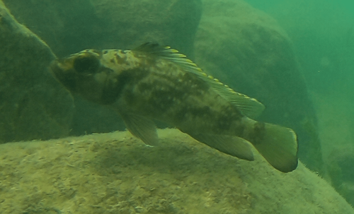 Lamprologus lemairii