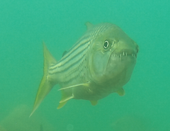 Hydrocynus vittatus