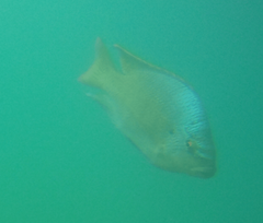 Oreochromis tanganicae