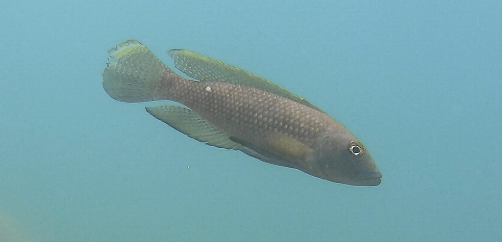 Shell-dwelling cichlid (Lamprologus callipterus) — Cichlidae