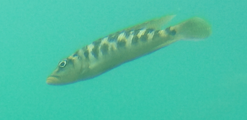 Neolamprologus fasciatus