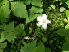 Anemonastrum deltoideum