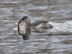 Tachybaptus ruficollis