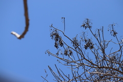 Gyrocarpus jatrophifolius