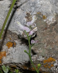 Fumaria macrocarpa
