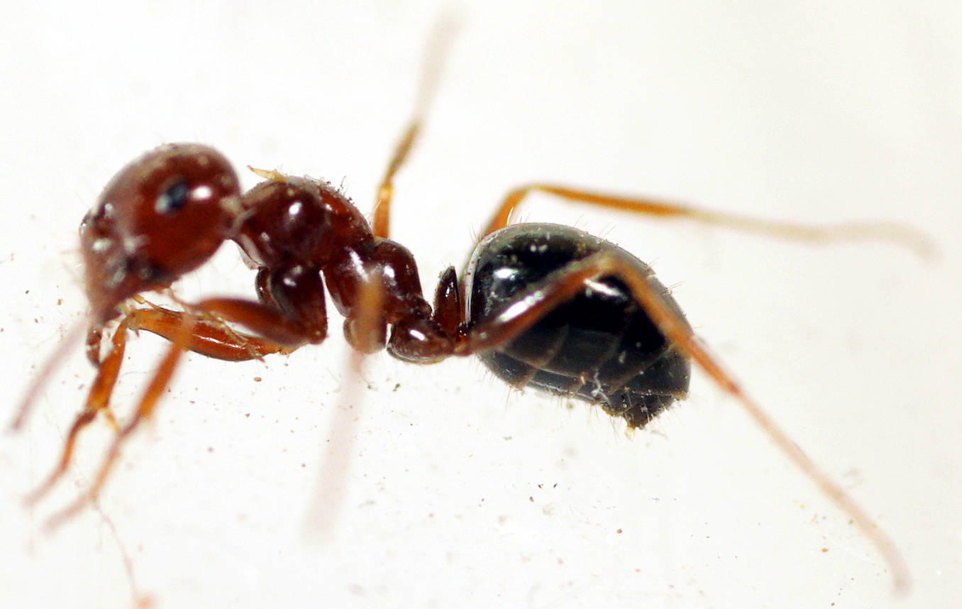 Melophorus