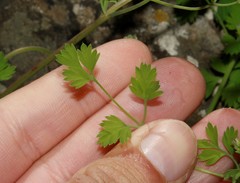Fumaria macrocarpa
